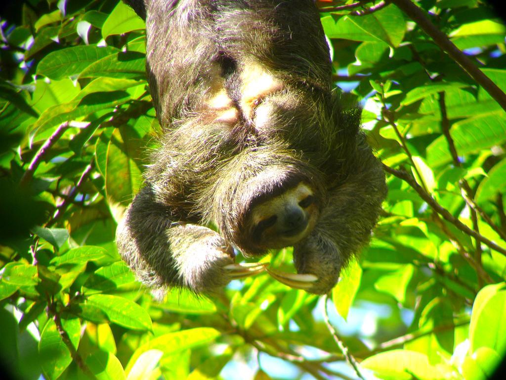 Gamboa Rainforest Reserve Eksteriør billede